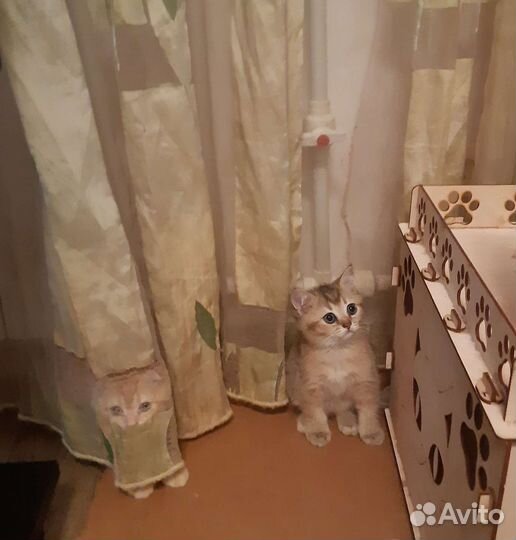 Шотландские вислоухие котята золотая шиншилла