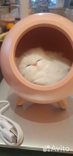 Ночник котик