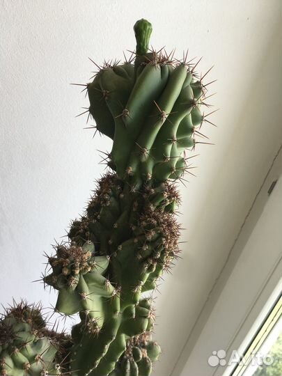 Кактус цереус перуанский, большой