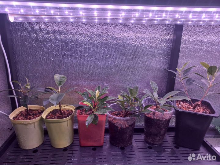 Фикус тигр барк