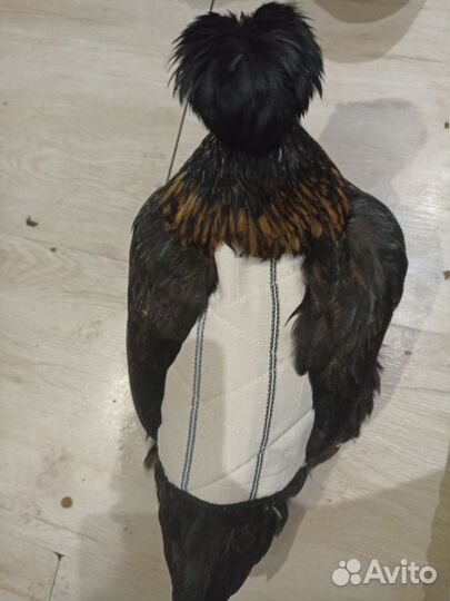 Попона для кур