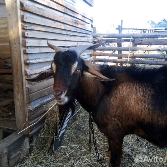 Козёл альпонубийский