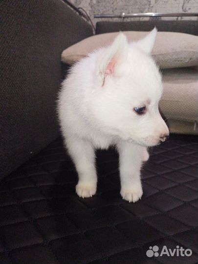 Продам щенков хаски