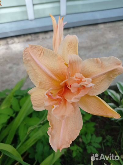 Лилейники сортовые