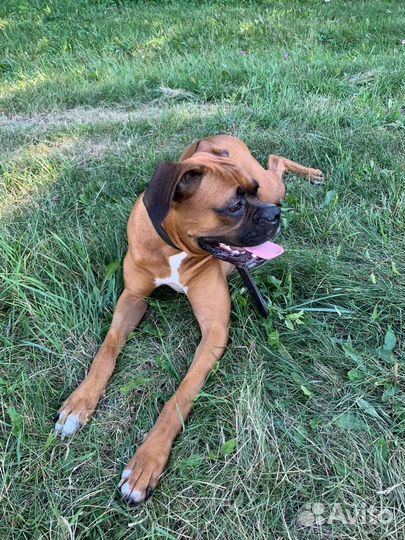 Боксер собака