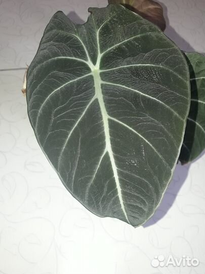 Алоказия Полли и Блек Вельвет