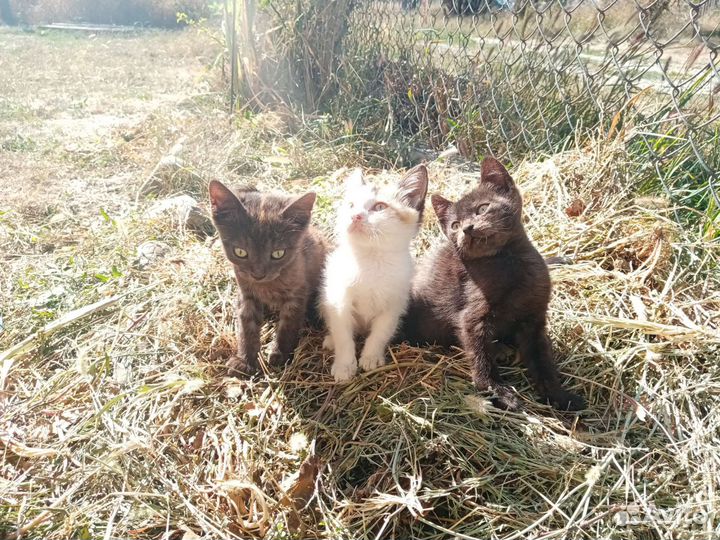 Отдаем котят в добрые руки