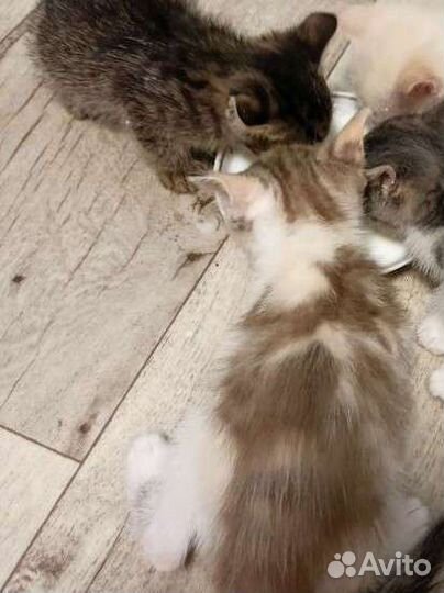 Котята в добрые руки