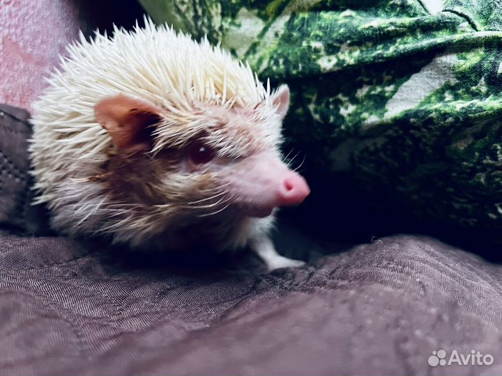 Африканский ежик