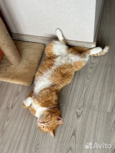 Котик в добрые руки