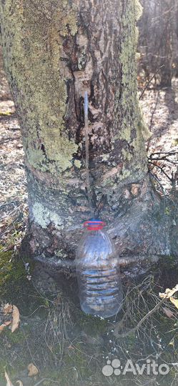 Березовый сок