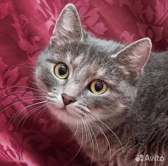 Выберите меня