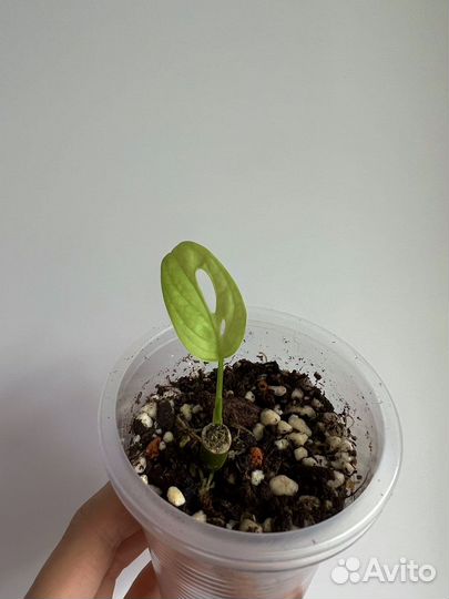 Монстера Манки Маск Адансона