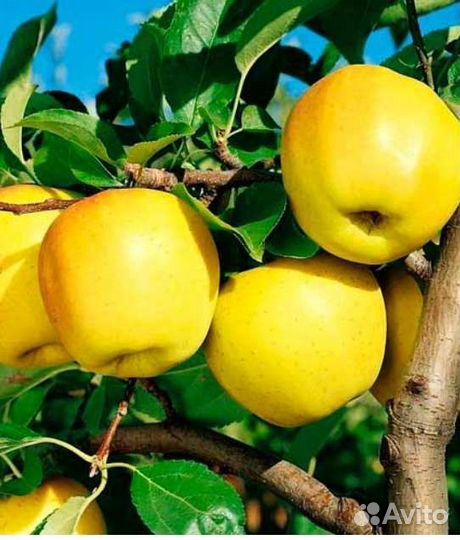 Саженцы яблони Ред Делишес