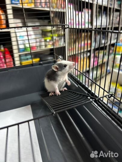 Крыса дамбо