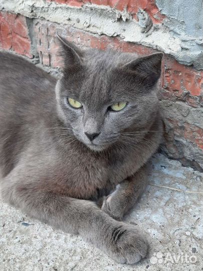 Кошка в добрые руки