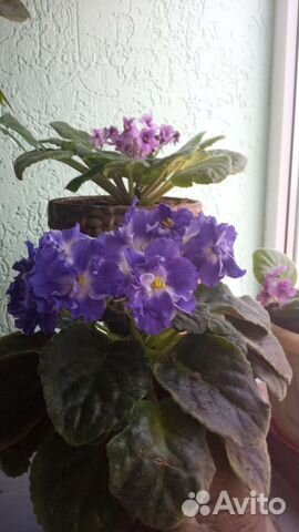 Комнатные цветы.Фикусы, алоэ, гибискус, фиалки