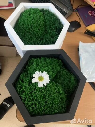 Стабилизированный мох кочки,боровой мох