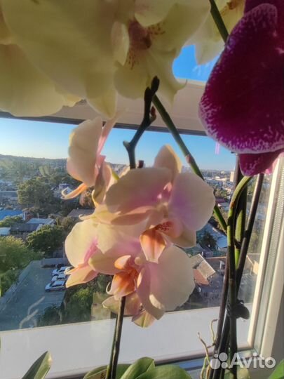 Орхидея фаленопсис и биг лип