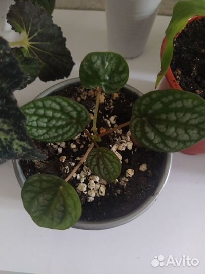 Комнатные растения