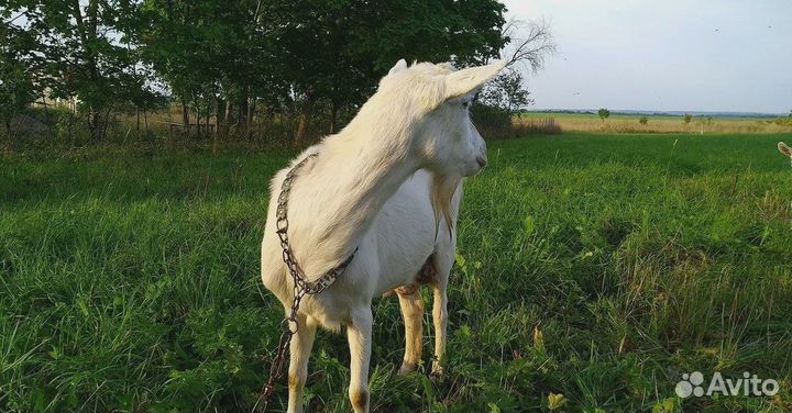 Коза 4 года вкусное молоко