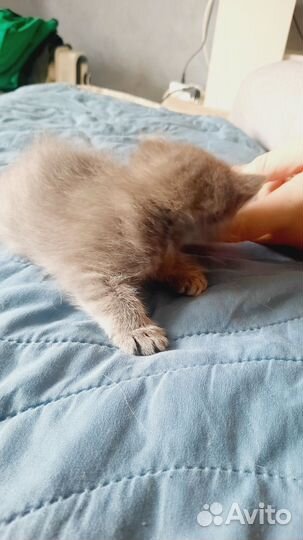 Котята