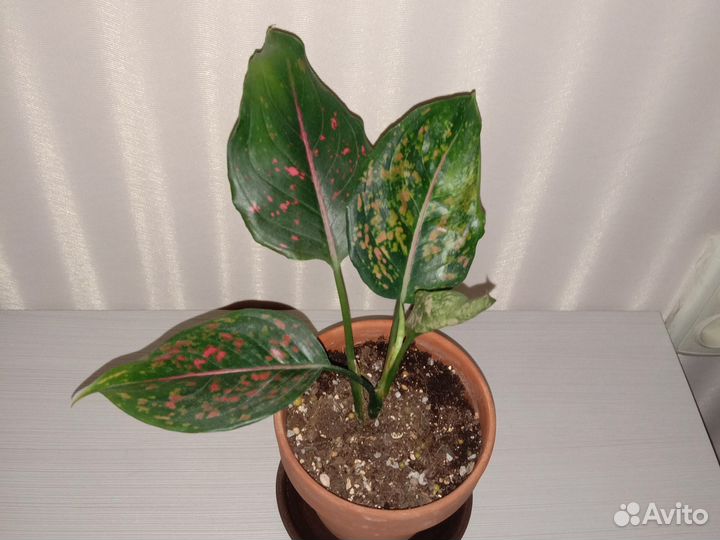 Аглаонема Пинк далматин