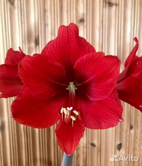Гиппиаструм (амариллис)