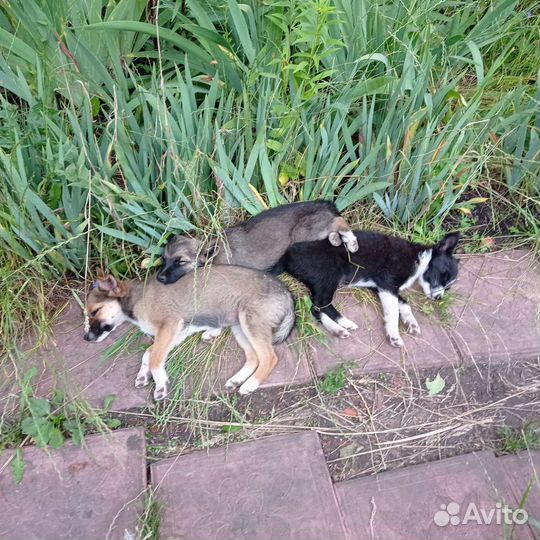 Щенки дворняги. Пол женский. Размер средний. Спят)