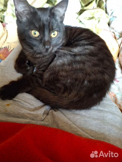 Черная маленькая кошечка-котенок