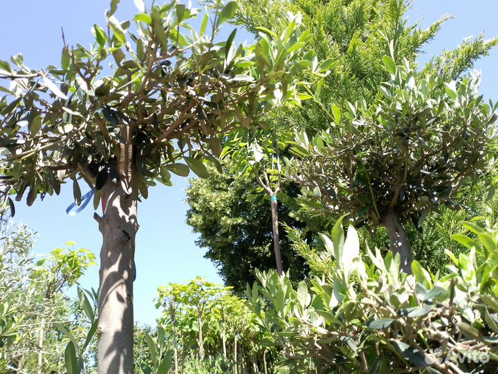 Олива Помпоны 359833