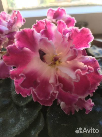 Черенки фиалки махровой