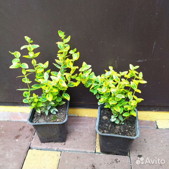 Саженцы бересклета