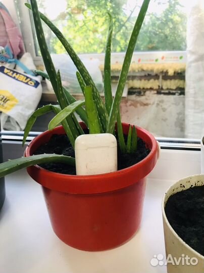 Алоэ лечебный