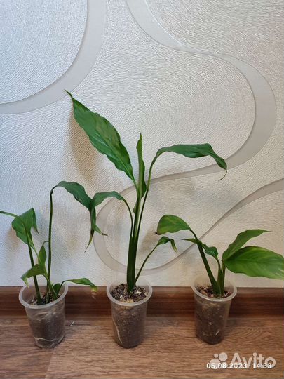 Спатифиллум себастьяно свит