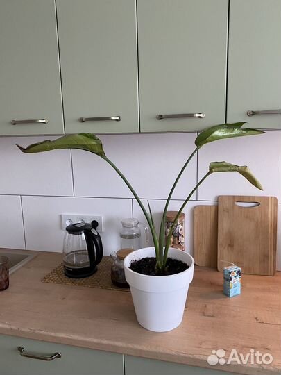 Стрелиция николая