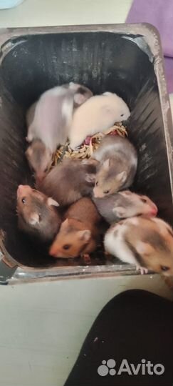 Хомячки