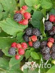 Саженцы малины,черной смородины,ежемалины