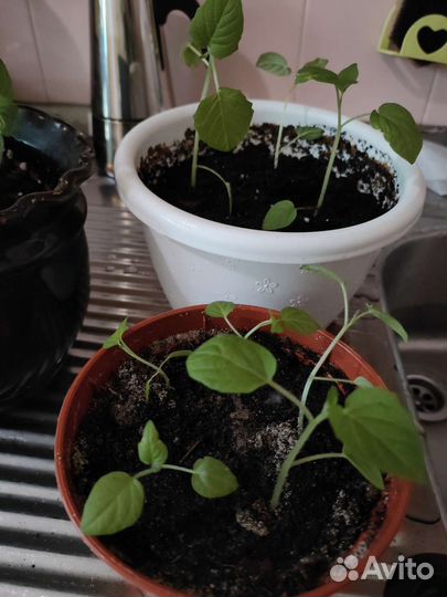 Физалис медовый