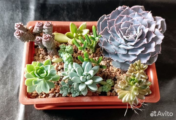 Суккуленты набором