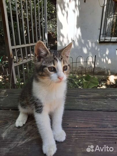 Отдам бесплатно котов