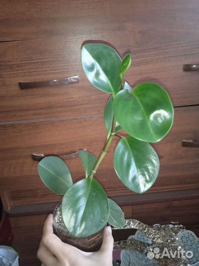 Цветы ухоженные красивые