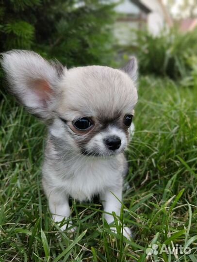 Великолепный мальчишечка