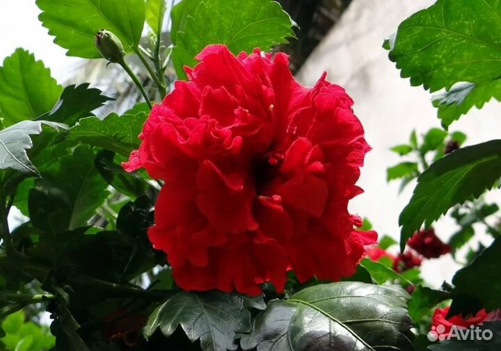 Цветы домашние в большом ассортименте