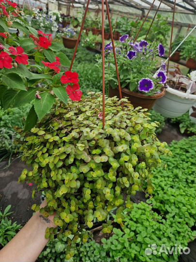 Кашпо с цветами