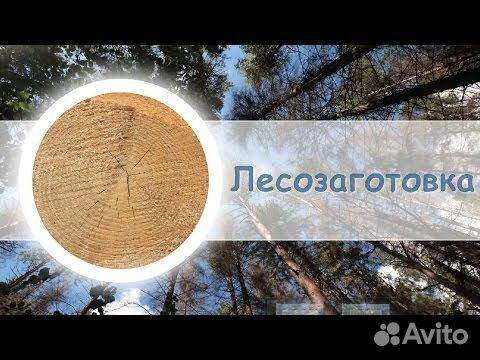 Вальщик леса