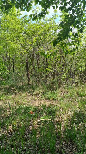 Участок 6 сот. (СНТ, ДНП)