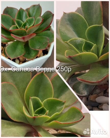 Суккуленты