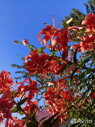 Лилия, саженцы малины