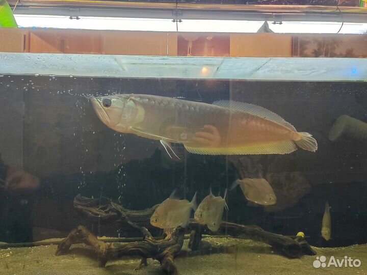 Арована Серебряная 50+см